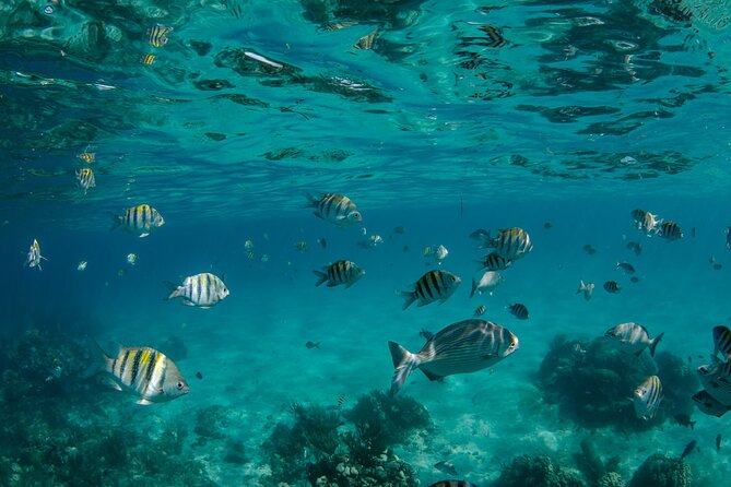 3 Hour Private Charter on Stingray City with Snorkeling - A clean, comfortable boat with attentive service