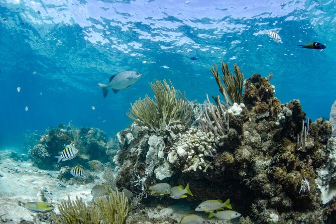 3 Hour Private Charter on Stingray City with Snorkeling - Timing, weather, and what to bring
