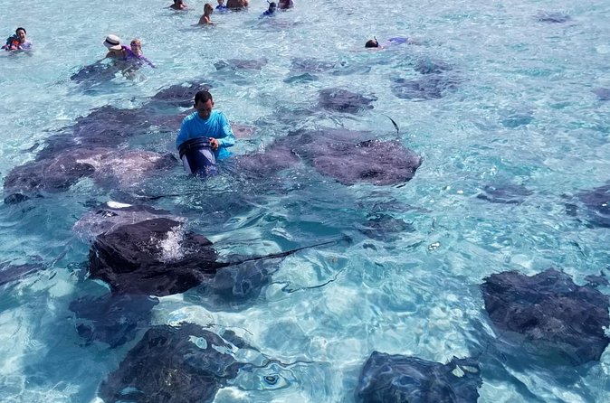 3 Stop Boat Tour Stingray City Coral Gardens and Starfish Point - Meeting southern stingrays at Stingray City