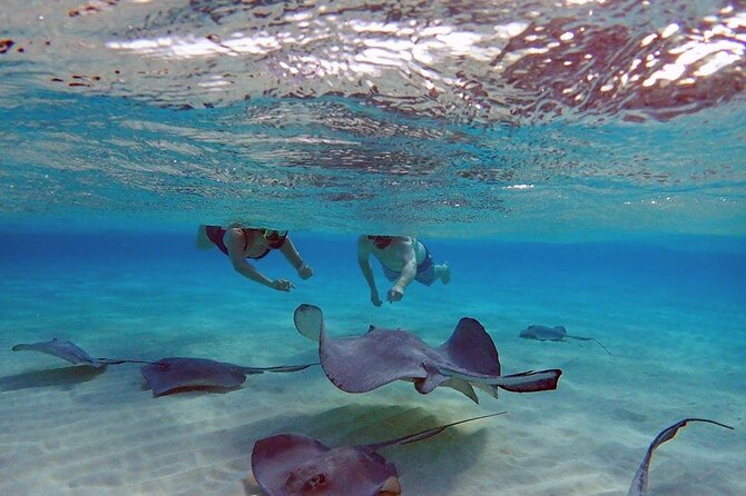 4-Stop Stingray, Snorkel, Star Fish & 7 Mile Beach (Family Owned) - Four details that shape your day