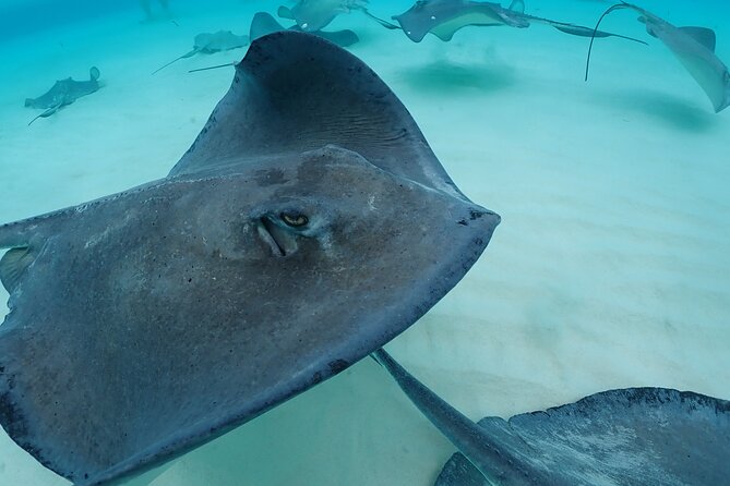 4-Stop Stingray, Snorkel, Star Fish & 7 Mile Beach (Family Owned) - Stingray City: the main event in shallow water