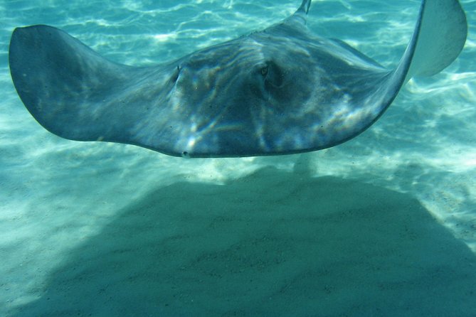 4-Stop Stingray, Snorkel, Star Fish & 7 Mile Beach (Family Owned) - Starfish Point: a quieter pause in the North Sound