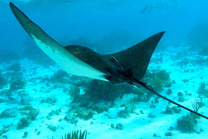 4 Stops Tour: Stingray, Snorkeling, Starfish & 7 Mile Beach - Five things to know before you book