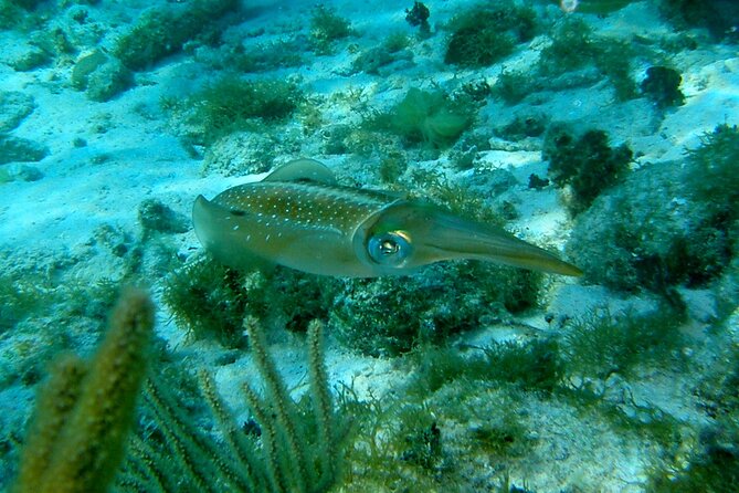 4 Stops Tour: Stingray, Snorkeling, Starfish & 7 Mile Beach - Coral Gardens: a short reef session