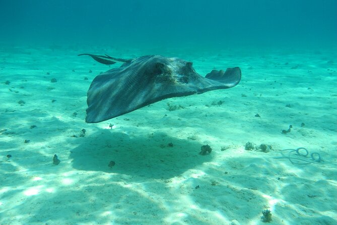 4 Stops Tour: Stingray, Snorkeling, Starfish & 7 Mile Beach - Seven Mile Beach: a relaxed final stop