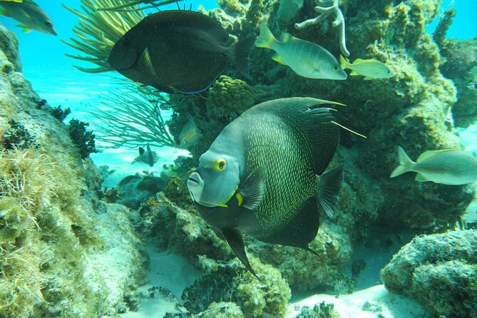 4 Stops Tour: Stingray, Snorkeling, Starfish & 7 Mile Beach - What the $60 price really covers