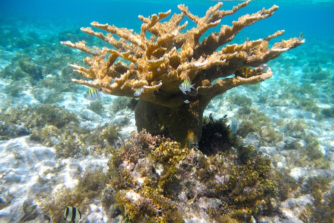 4 Stops Tour: Stingray, Snorkeling, Starfish & 7 Mile Beach - Transport, timing, and the meeting point