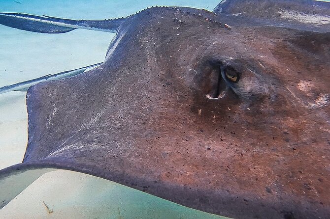 Acquarius Stingray City and Snorkel Tours - What the crew adds to the day