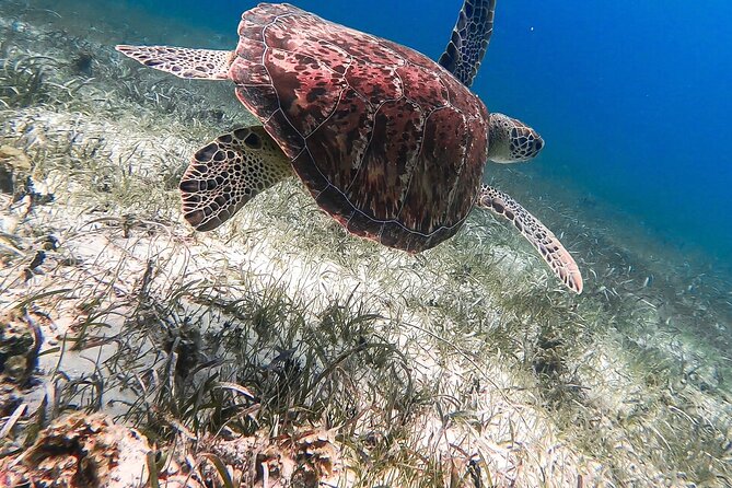 Acquarius Stingray City and Snorkel Tours - The catamaran question, and what you may actually board