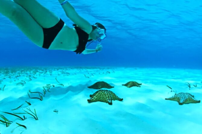 Cayman Adventure: Starfish Point, Stingray City and Coral Gardens - Key things to know before you book