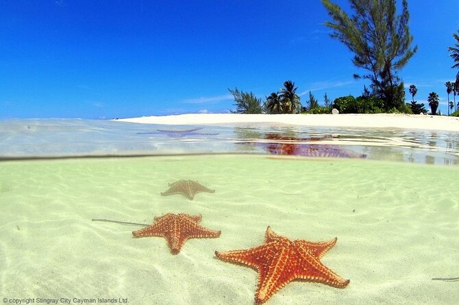 Cayman Adventure: Starfish Point, Stingray City and Coral Gardens - Coral Gardens and its short reef session