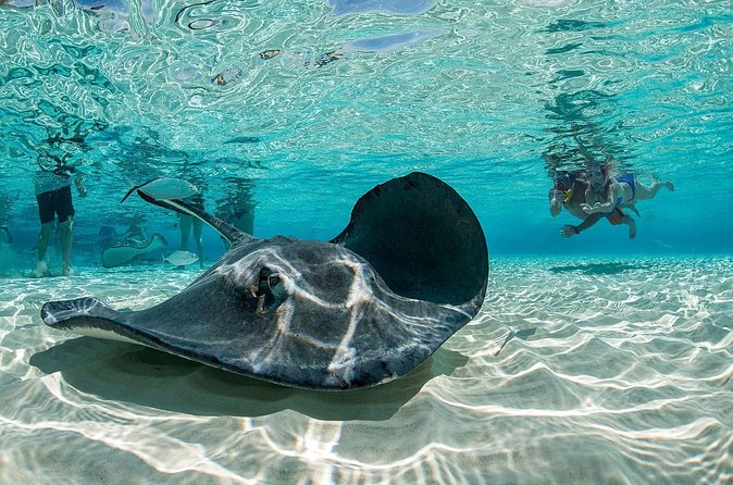 Cayman Combo Tour: Stingrays, Starfish Point and Crystal Caves - What the $109 price really includes