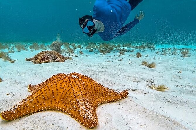 Cayman Combo Tour: Stingrays, Starfish Point and Crystal Caves - A quieter hour at Starfish Point
