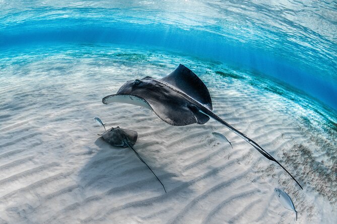 Cayman Ultimate Tour: Stingrays, Starfish Point and Crystal Caves - Who will enjoy this Cayman combination?
