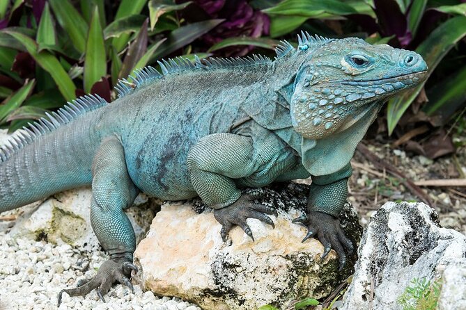 CaymanVisitor Hide & Seek GeoTour Self-Drive Tour - What kind of Cayman activity is this?