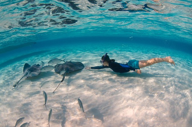 CaymanVisitor Hide & Seek GeoTour Self-Drive Tour - Blue Iguanas add a memorable wildlife stop