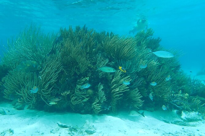 (Family owned) Stingray city sandbar, Starfish Beach & Snorkeling - Key points to know before booking