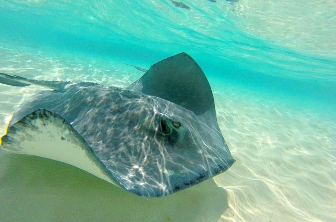 (Family owned) Stingray city sandbar, Starfish Beach & Snorkeling - Stingray City and the southern stingrays