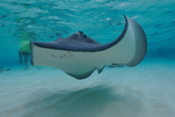(Family owned) Stingray city sandbar, Starfish Beach & Snorkeling - Coral Gardens snorkeling with supplied gear