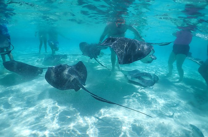 (Family owned) Stingray city sandbar, Starfish Beach & Snorkeling - Photos, comfort, and what to pack