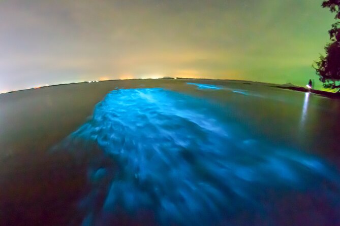Grand Cayman Bioluminescence Adventure - What the night swim is really like