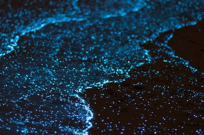 Grand Cayman Bioluminescence Experience - What to pack for a comfortable evening