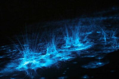 Grand Cayman Bioluminescent Bay Adventure