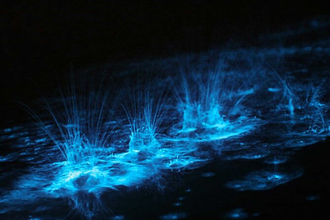 Grand Cayman Bioluminescent Bay Adventure - What the crew adds to the evening