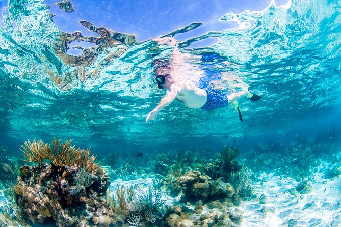 Grand Cayman Kittiwake and Reef Sail - A coral reef with more dependable fish watching