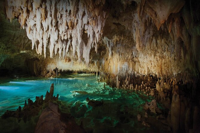 Grand Cayman Private Customized Bus Tour - Cayman Turtle Farm and the island’s unusual wildlife stop
