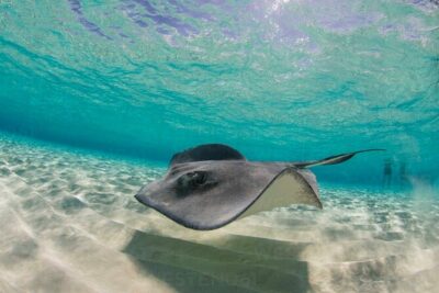 Grand Cayman Stingray City and Reef Snorkeling Combo Tour