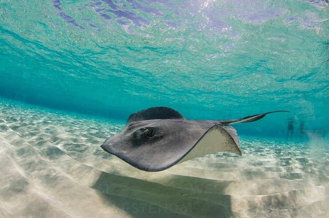 Grand Cayman Stingray City and Reef Snorkeling Combo Tour - Who Will Enjoy This Outing Most?