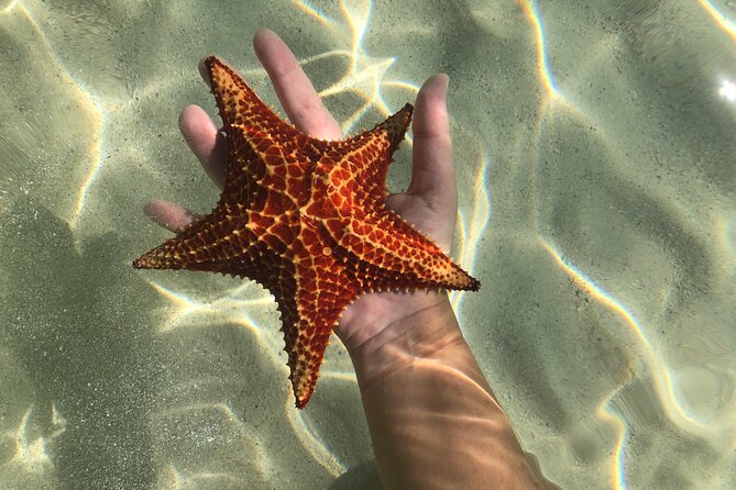 Half Day Private Boat Charter in Grand Cayman - Reef snorkeling at one or two chosen sites