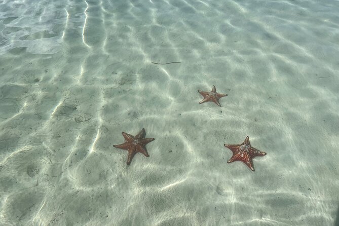 Half Day Private Boat Charter in Grand Cayman - Starfish Point and the gentler final stop