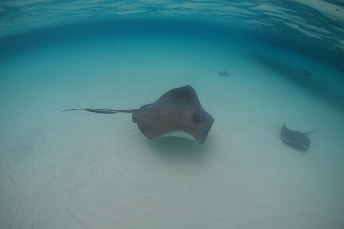 Half-Day Private Stingray City Charter - Grand Cayman - BTC - Timing, meeting point, and practical planning