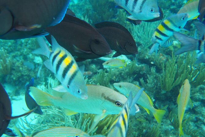 Half-Day Private Stingray City Charter in Cayman Islands - Starfish Point: A Quieter Change of Pace