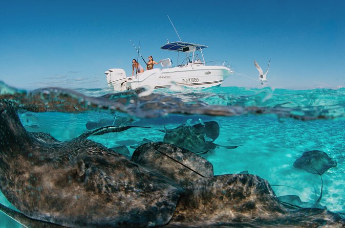Private Boat Charter Snorkeling Stingray City or Bio Bay - Starfish Point, a gentler water stop