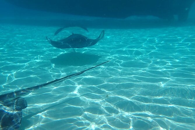 Private Boat Tour in Cayman Islands - Starfish Point: a slower 35-minute beach stop