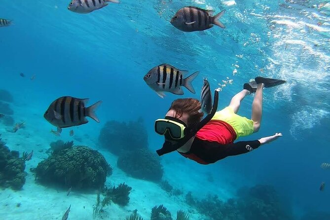 Private Charter 34ft Express Cruiser Stingay City Reef Snorkeling - Reef snorkeling with fish, turtles, and eels