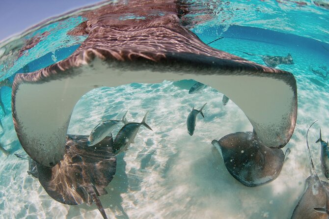 Private Charter Reef fishing, Stingray City, Snorkel, Mangroves - Stingray City: 45 minutes with Southern stingrays