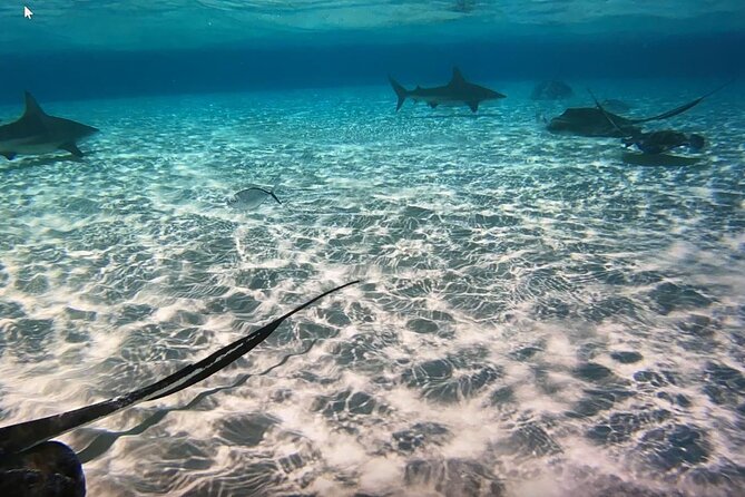 Private Full Day Charter - Stingray City, Starfish Point, Kaibo & Snorkeling - Starfish Point For A Quieter Pause