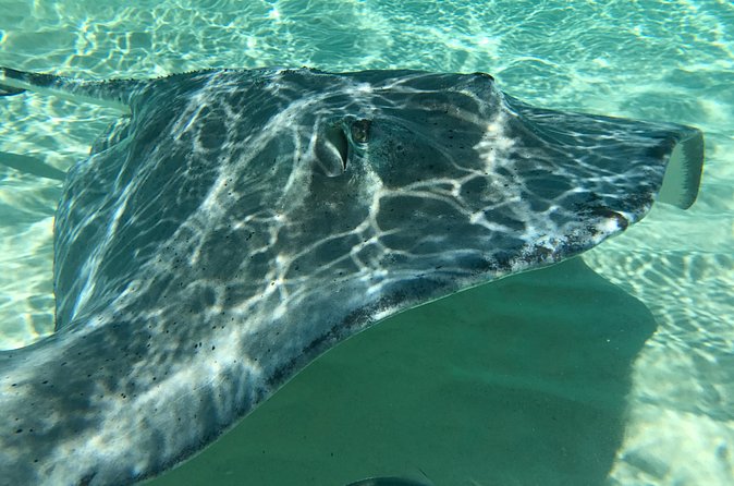 Private FullDay Stingray City, Snorkeling, Kaibo Bar & Grill and Starfish Beach - Cruising across North Sound
