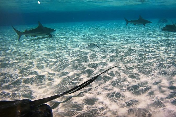 Private Half-Day Charter to Stingray City, Starfish Point and Snorkeling Tour - A private price that makes sense for the right group