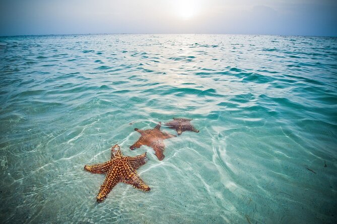 Private Half-Day Charter to Stingray City, Starfish Point and Snorkeling Tour - The 25-foot Sea Ray Sundeck