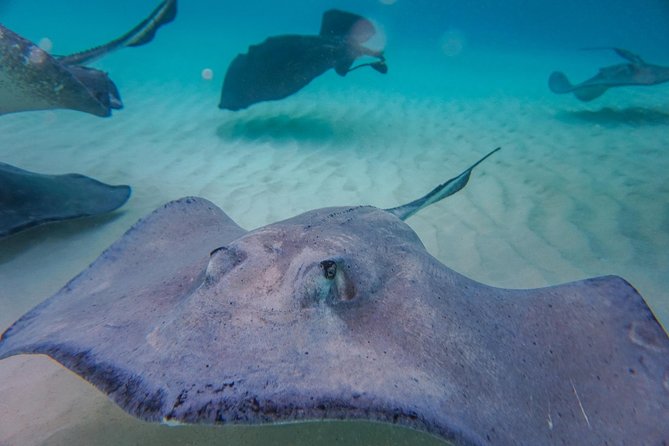 Private, luxury, custom charters to Stingray City, Snorkeling & More - The evening Bio Bay option