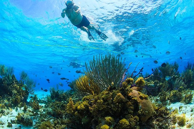 Private Stingray City and Snorkeling Half Day Charter for 6 Guest - Stingray City: the centerpiece of the morning
