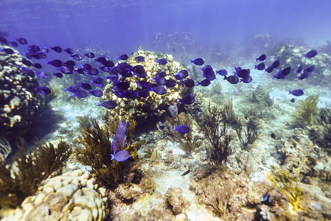 Private Stingray City Snorkeling and BioBay Charter for 10 Guests - Bioluminescent Bay is the night-time payoff