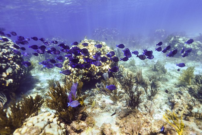 Private Stingray City Snorkeling and BioBay Charter for 6 Guests - Stingray City: One Hour With Southern Stingrays