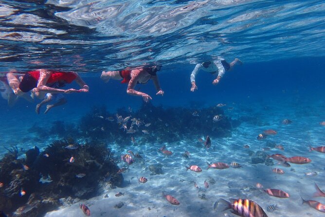 Private Tour to Stingray City & Snorkeling at Coral Gardens - Meeting Captain David at Tukka West