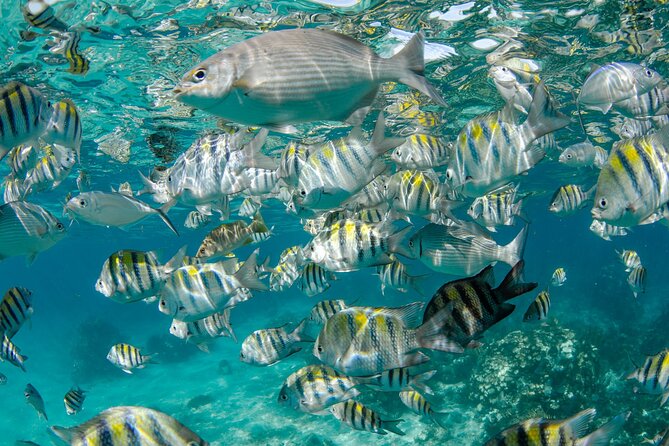 Private Yacht 48 ft Sting Ray City, Snorkel & Starfish Beach - What the $2,150 group price really buys